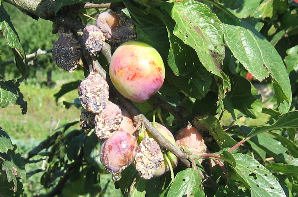  Kubanischer Komet aus Kirschpflaume (Moniliosis)