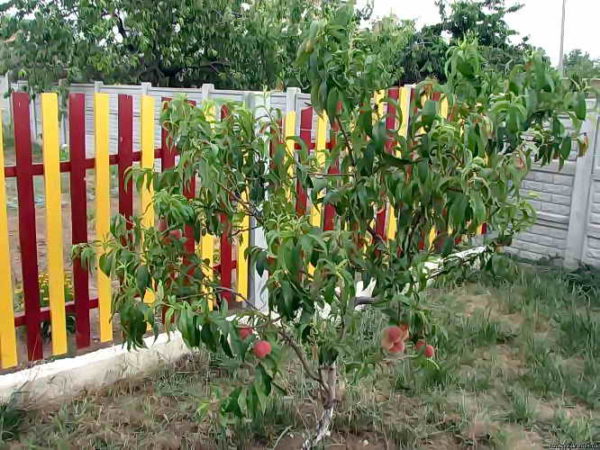  Junger Pfirsichbaum im Garten