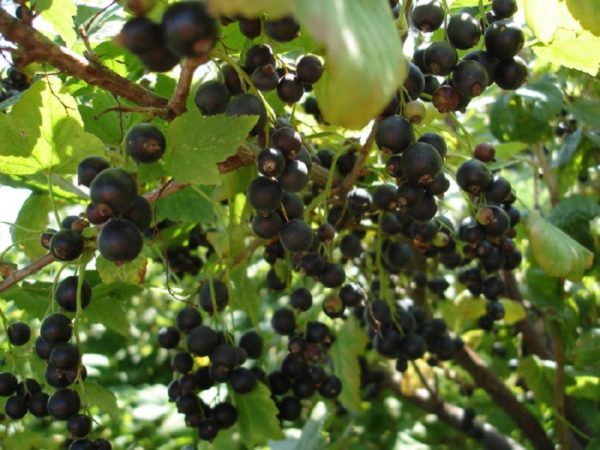  Grappes juteuses et mûres de cassis