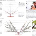  Poda formativa de higo durazno (1 año)