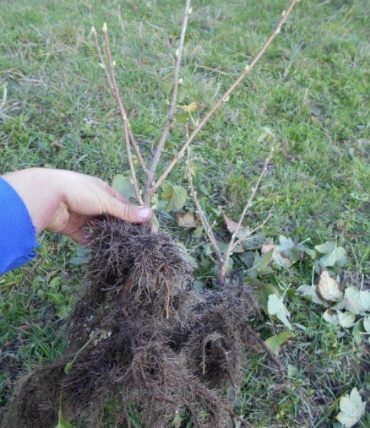  Le début de l'automne est un bon moment pour planter des groseilles