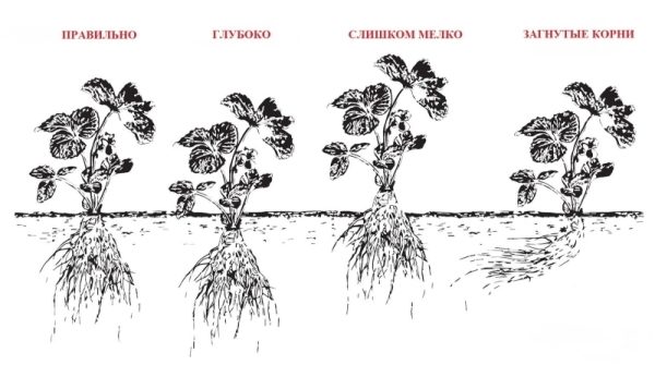  Diagrama de la profundidad óptima de plantación de fresa