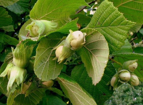  The fruit of hazel on the branches