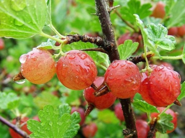  Baies mûres de groseille juteuse prêtes à être récoltées