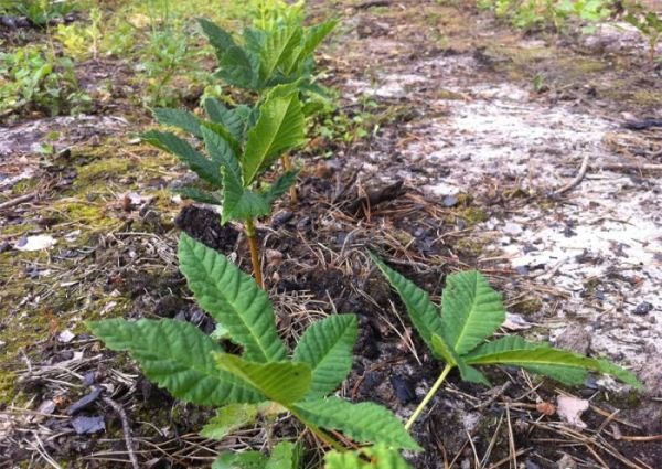  Planter des semis de châtaigniers en pleine terre