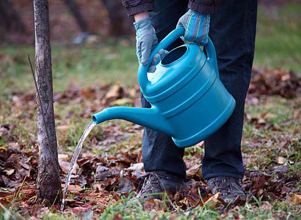  Une noix ne doit être arrosée qu'au printemps et au début de l'été, lorsque la masse verte se développe de manière intensive.