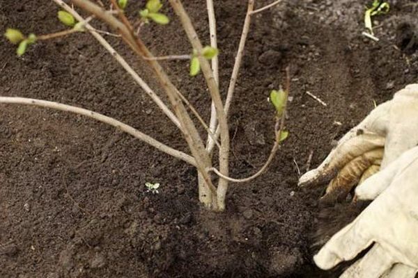  Pour le viburnum Gordovina préférable au sol légèrement acide et à un bon éclairage