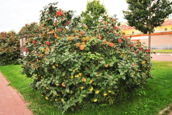  Viburnum bush, nécessitant un élagage