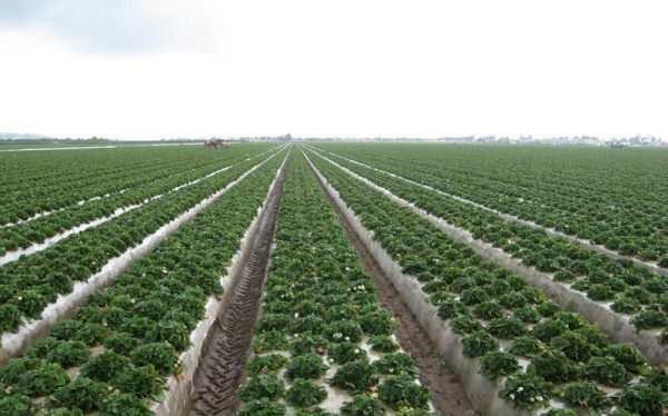  Método de no limpieza de plantar fresas Zenga Zengan utilizando película de acolchado