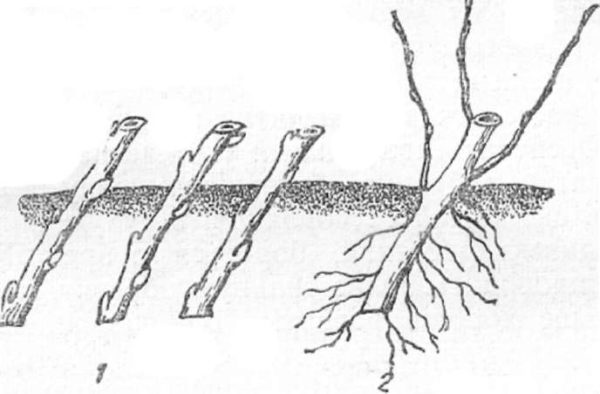  Reproduktion irgi grüner Stecklinge