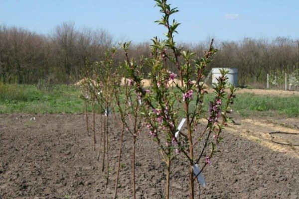  Es mejor plantar plántulas de higo durazno en otoño.