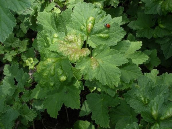  Les bosses sur les feuilles de cassis sont un signe de pucerons