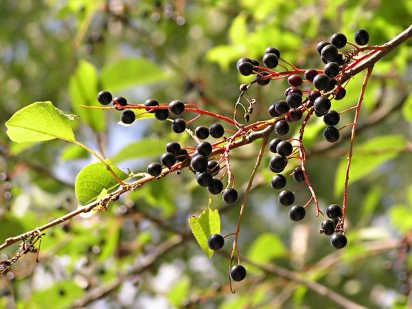  Reife Beeren einer Vogelkirsche auf einem Busch