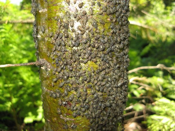  Borkenkäfer auf Vogelkirsche