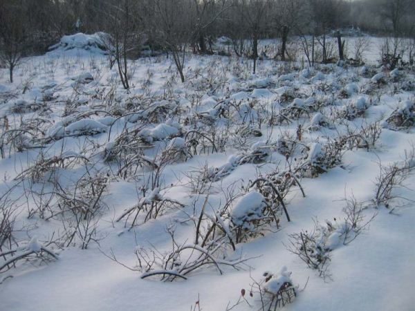  Les bleuets résistent aux fortes gelées, mais une préparation à l'hiver est nécessaire.