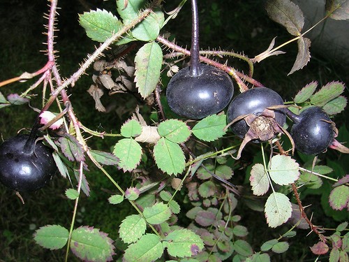  Schwarze Hagebuttenbeere