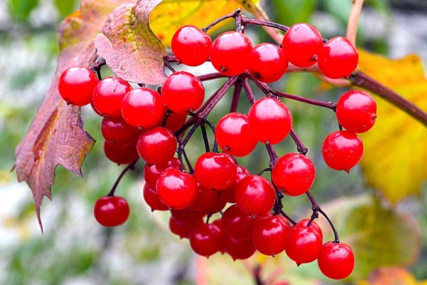  Τα μούρα Viburnum περιέχουν βιταμίνη C, ιχνοστοιχεία και οξέα, μια ουσία viburnin