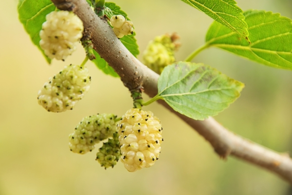  Les baies de mûrier peuvent provoquer des allergies, elles ne peuvent pas être consommées l'estomac vide, buvez de l'eau froide