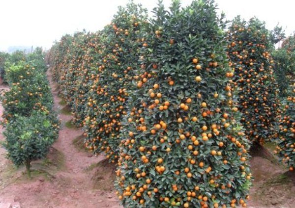  Kumquat-Baum mit Früchten