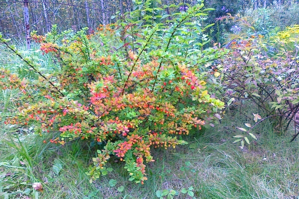  L'épine-vinette peut être cultivée avec succès dans les régions métropolitaines. Pour la plantation, il est recommandé de choisir un endroit ensoleillé.