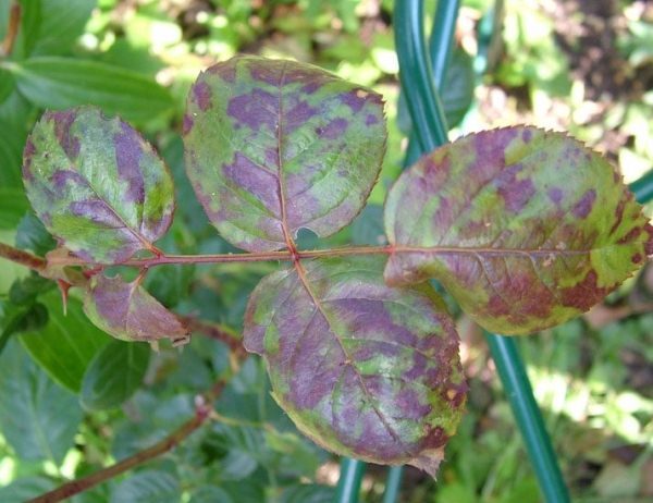  Las hojas de rosa se ven afectadas por la peronosporosis.