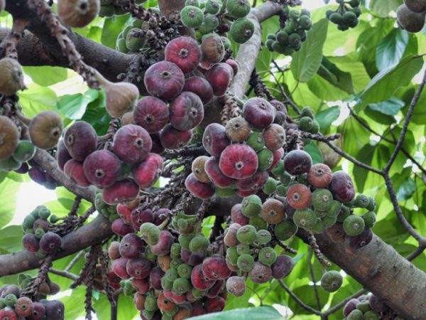  Reife Gruppen der Feige trägt am Baum Früchte, bereiten vor, um zu ernten