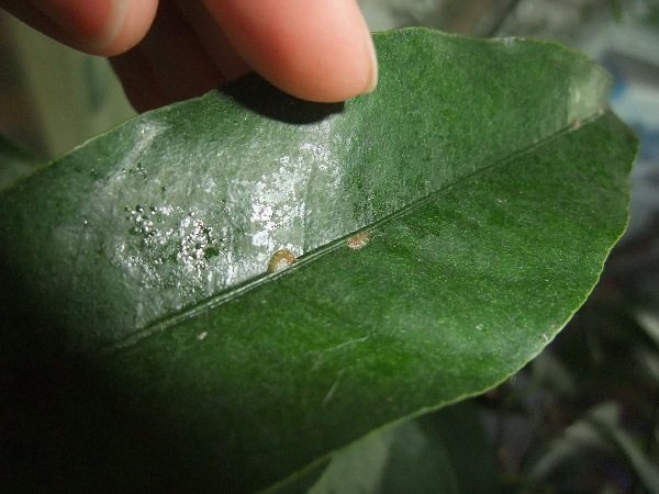  Les feuilles de Kumquat sont frappées par un bouclier