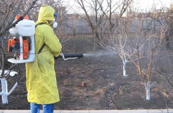  Les abricots traitent 3% de liquide bordelais au débourrement.