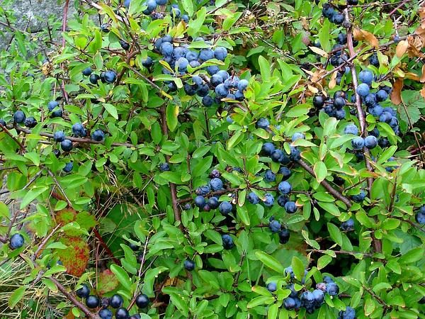  Bush épines avec des fruits