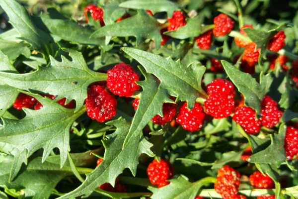  Épinards à la fraise: Description de la plante et application