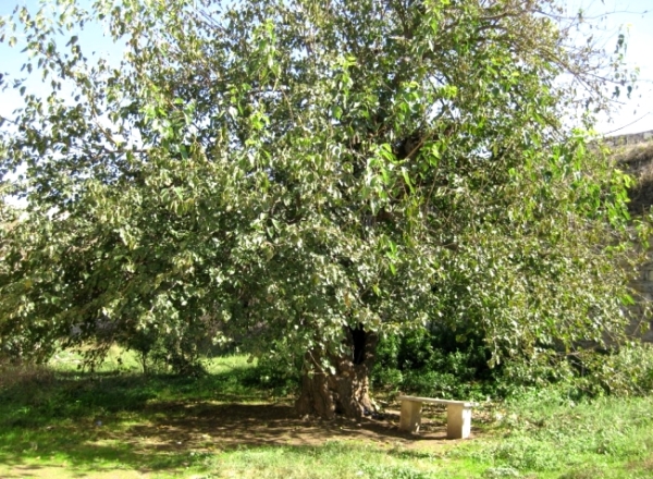  Selon la couleur de l'écorce et des tiges, on distingue les mûres blanches, noires et rouges.