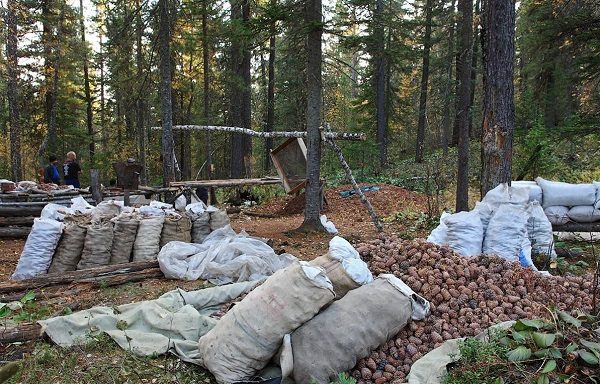  Pommes de pin dans des sacs, prêtes pour le transport