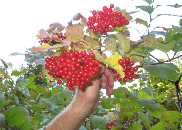  Τα τεμαχισμένα κομμάτια του viburnum είναι καλύτερο να δεσμεύονται ή να τοποθετούνται σε ένα στρώμα