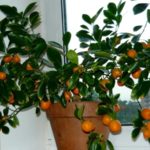  Calamondin