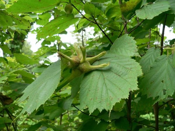  Fruits de Noisetier Mandchou