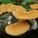  Polyporus zellulär