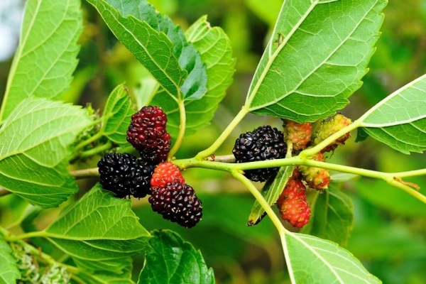  Mûrier: caractéristiques et propriétés bénéfiques des feuilles et des fruits