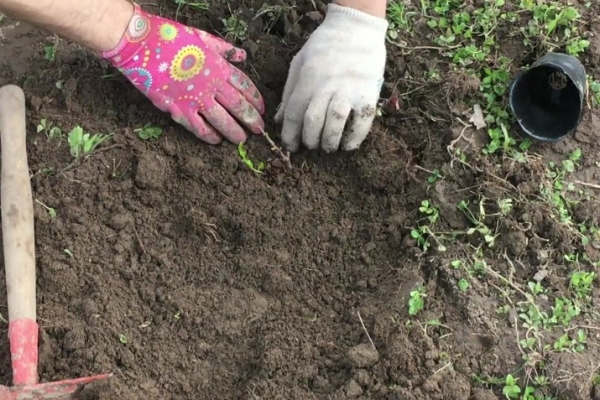  Il est préférable de planter un coing au printemps. En automne, la plantation n'aura peut-être pas le temps de prendre racine et gèlera.