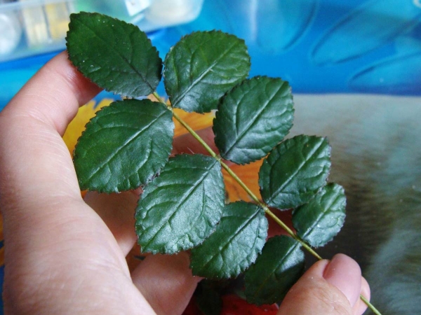  Bouillon feuilles de rose sauvage soulager de la douleur avec gastrite et ulcère