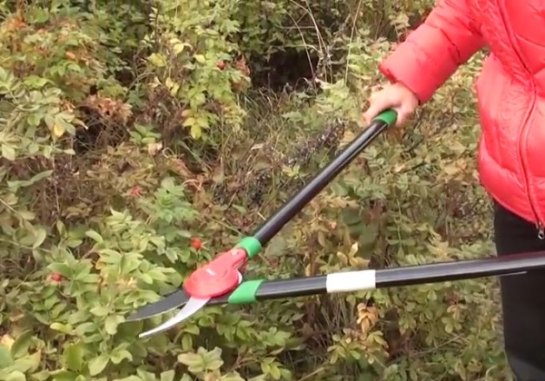  L'élagage des hanches est important pour la décoration et pour le buisson fruitier.