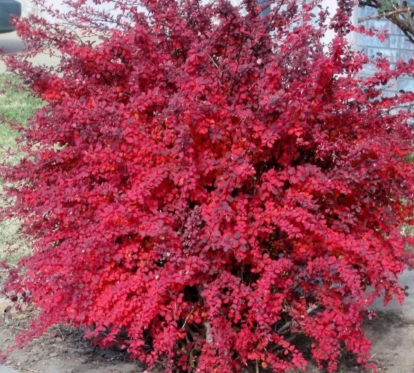  Barberry Thunberg Atropurpurea décorera n'importe quel terrain personnel