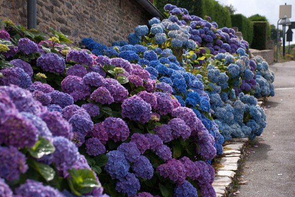  Hortensia de jardin