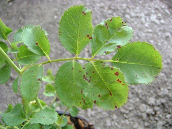  Manchas marrones o calcosporosis