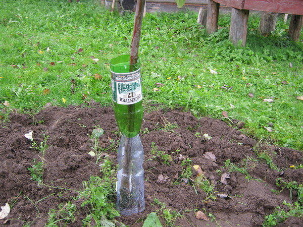  Protection des jeunes arbres contre les rongeurs et les lièvres