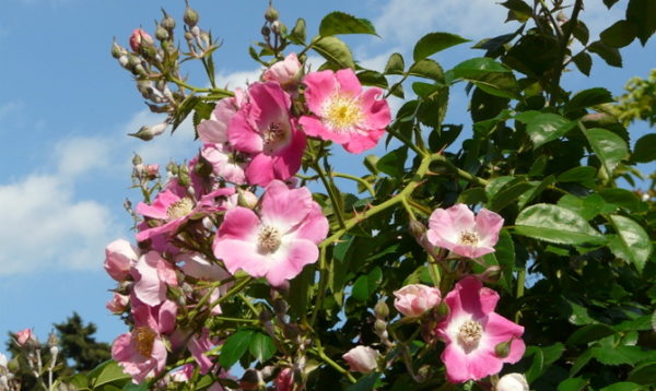  Schwarze Hagebuttenblüte