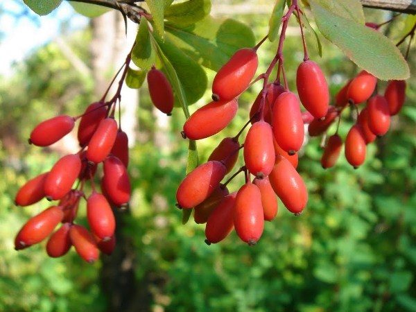  Abkochung oder Kissel von Hartriegelbeeren ist sehr nützlich bei Durchfall für Kinder und Erwachsene.