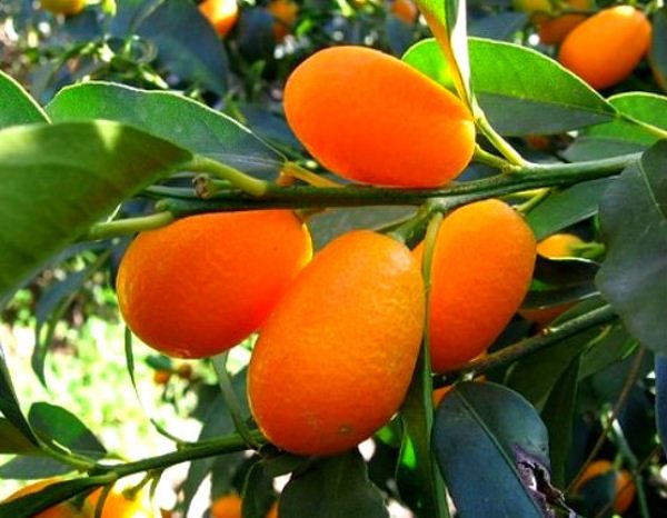  Kumquat - mandarin chinois