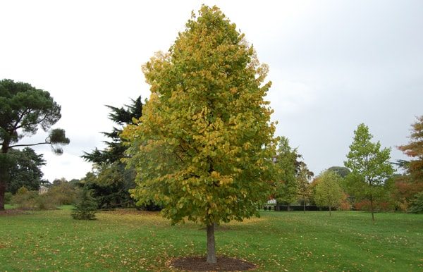  Noisette treelike