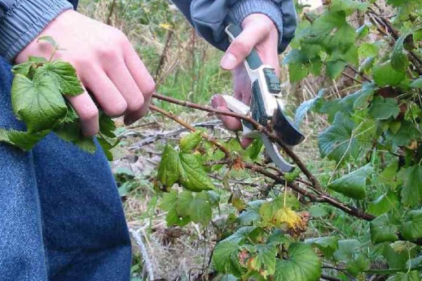  Il est nécessaire de couper les vieilles branches de groseilles, annuelles, endommagées par des maladies ou des ravageurs.