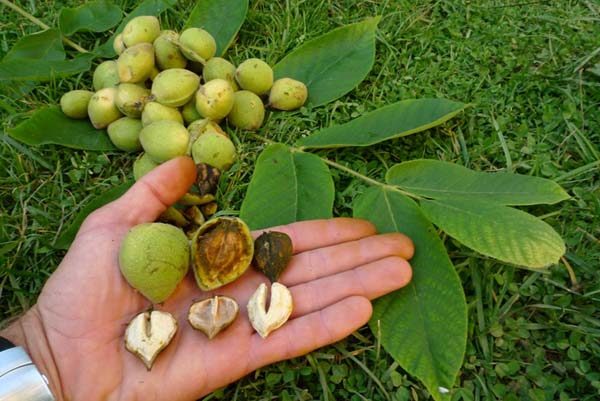  Noix de Mandchourie à la main. Tailles de fruits